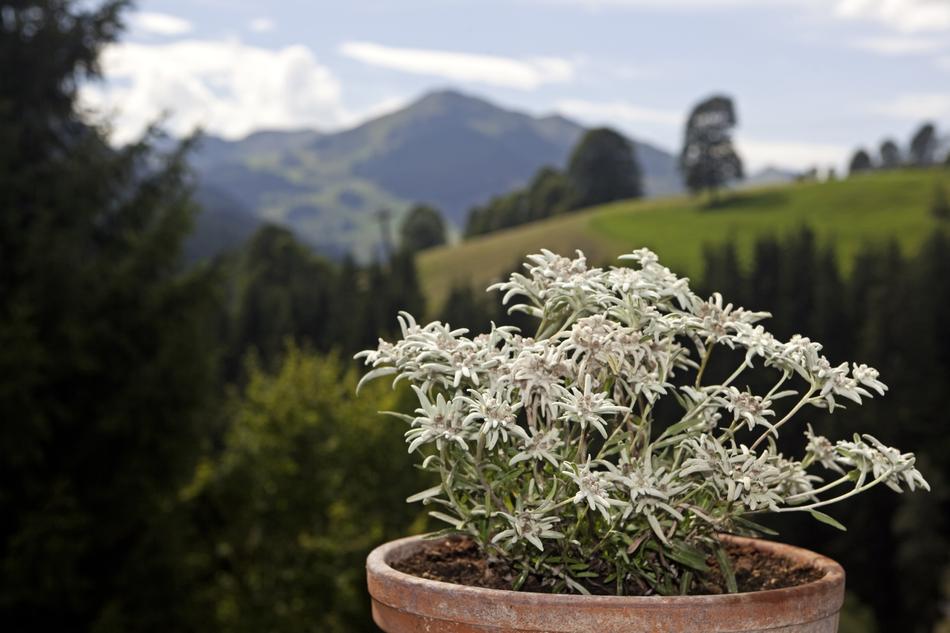 Edlweiss Alpine Flowers