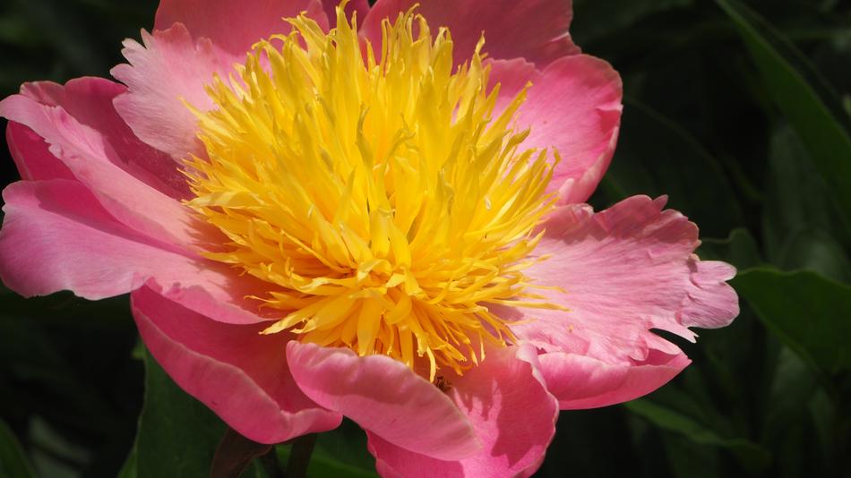 Pink Yellow Flower
