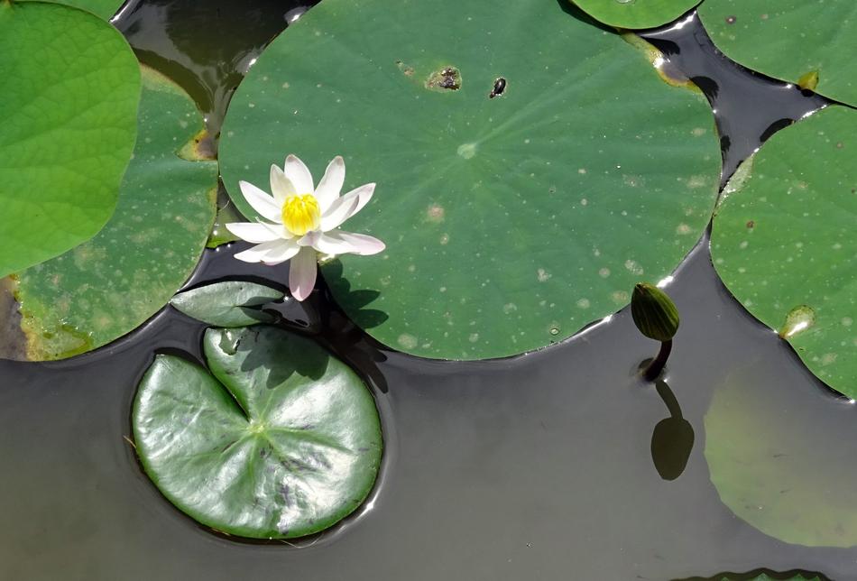Lily Water White