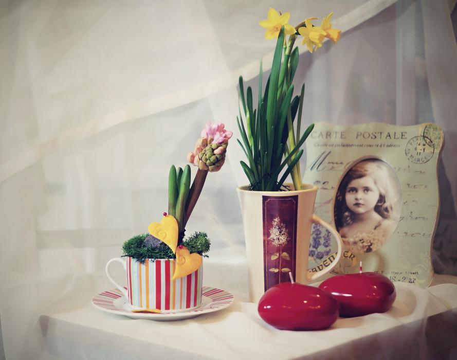 Daffodil Hyacinth Flower