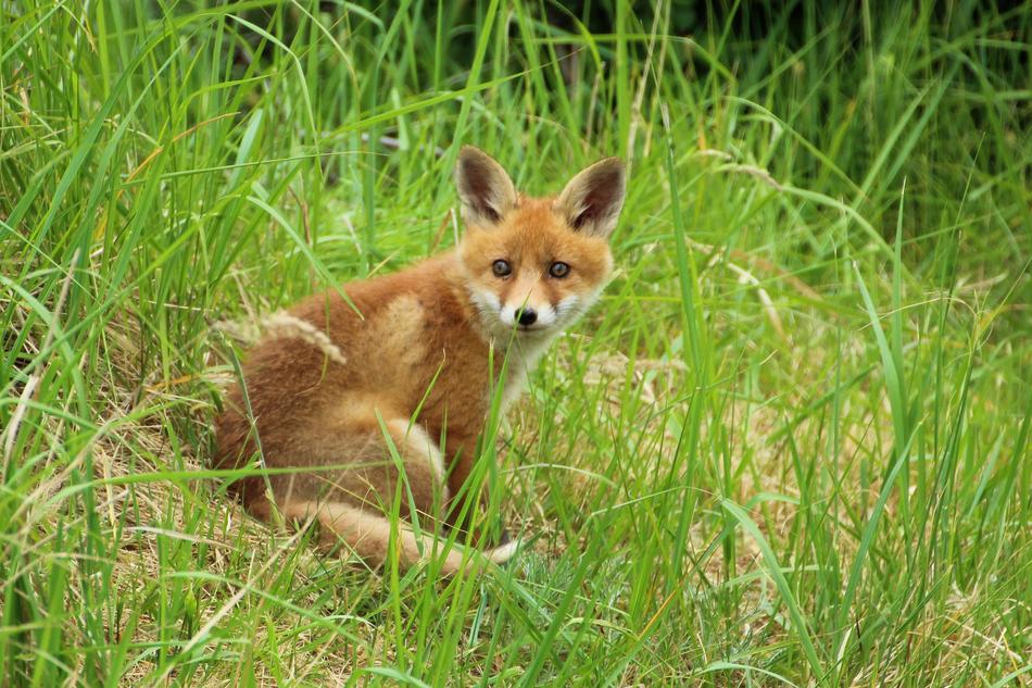 Young Fox Red Fuchsbau