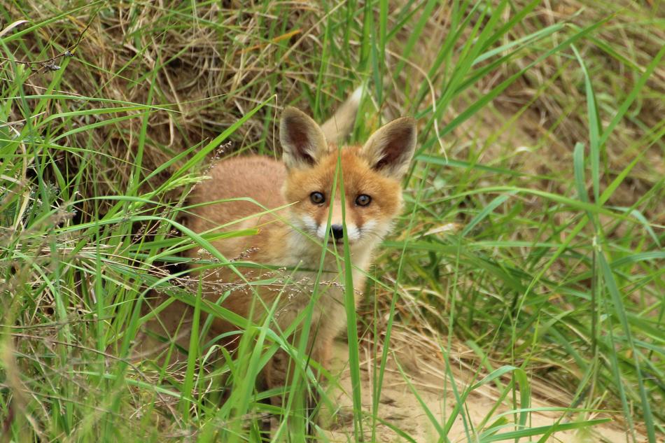 Young Red Fox In Grass Playful Baby Puppy