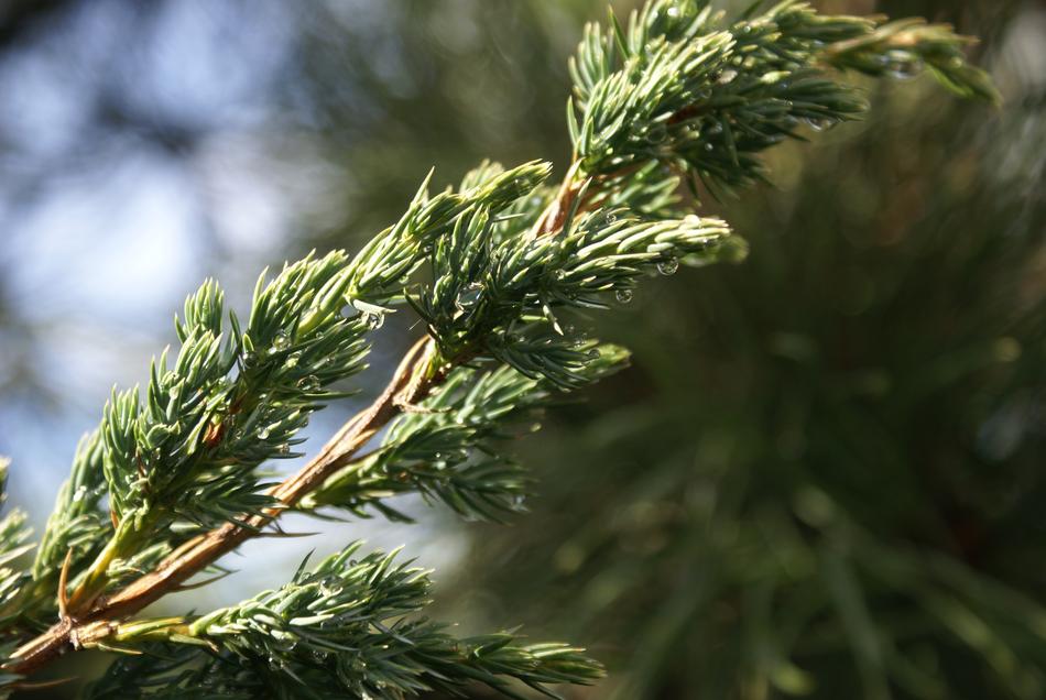 close up of a plant branch