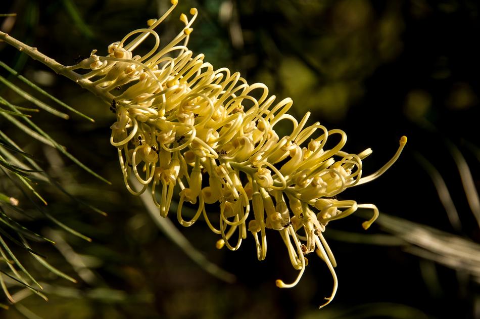 Grevillea Moonlight Variety
