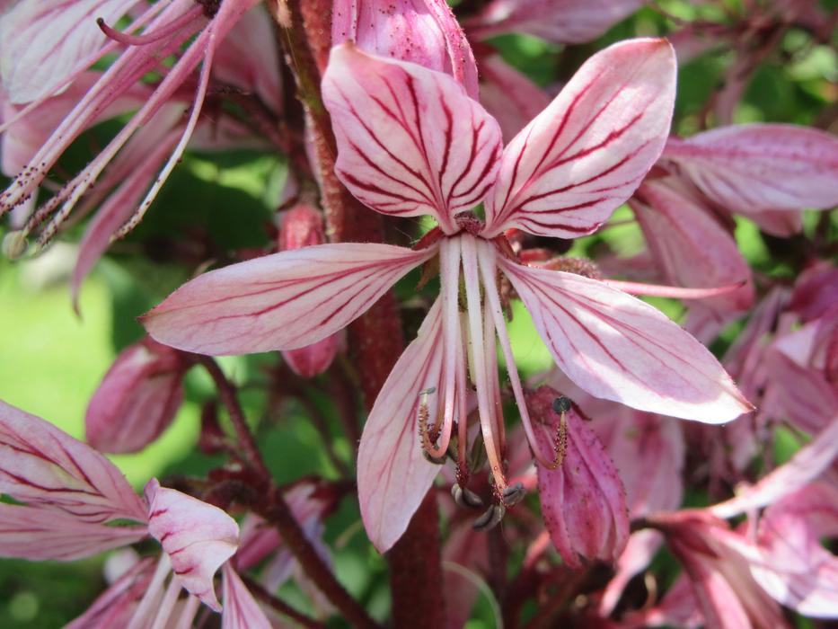 Flower Pink Flowers
