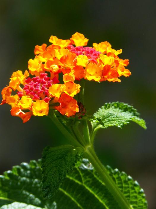 Lantana Flower Beauty Red And