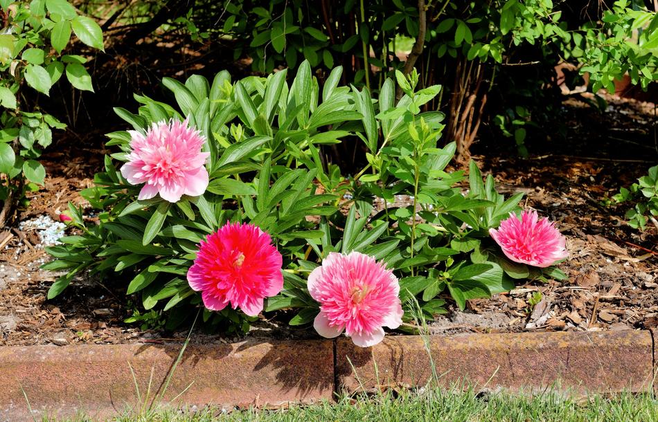 beautiful blooming flowers by the house
