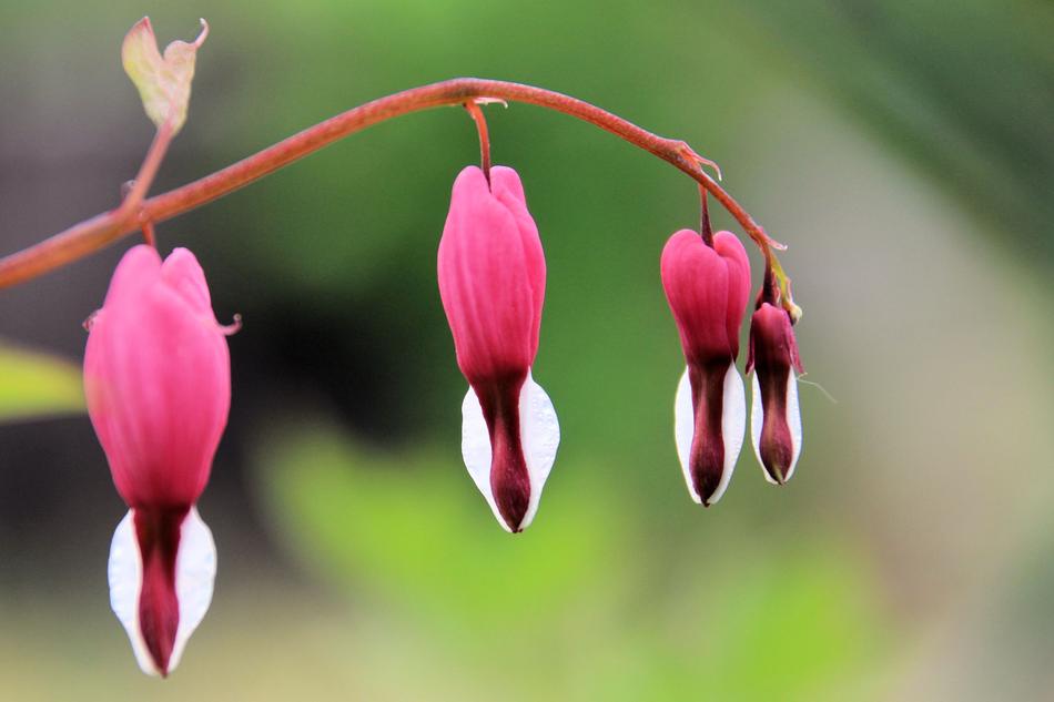 bleeding heart flower on blurred background