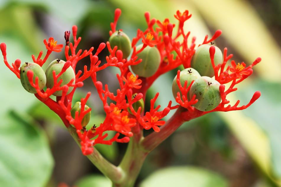 Blossom Bloom Rainforest