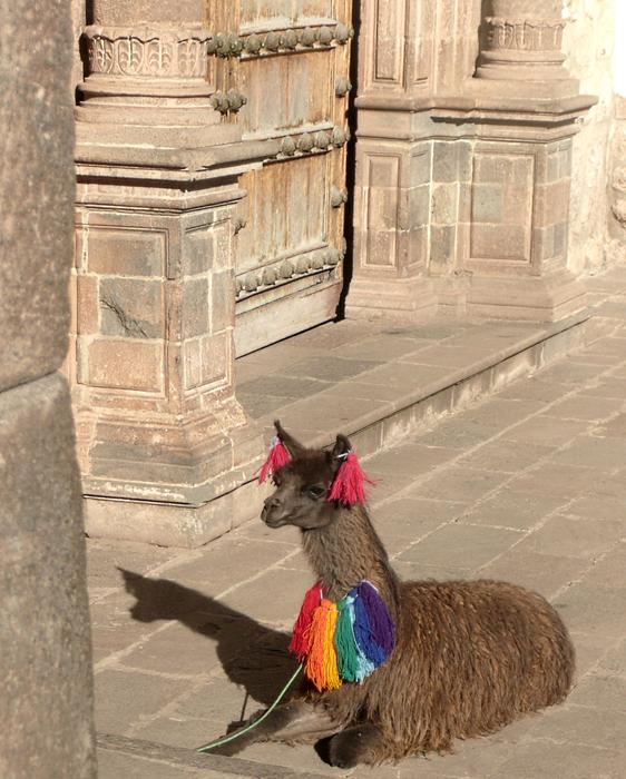 Alpaca Peru Cusco
