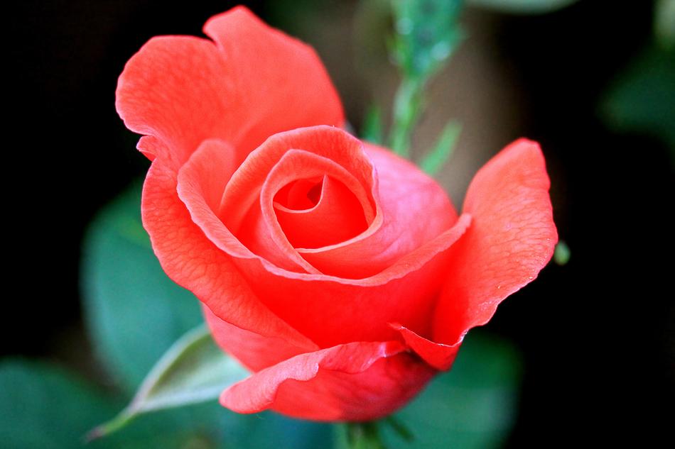 Rose Garden Pink