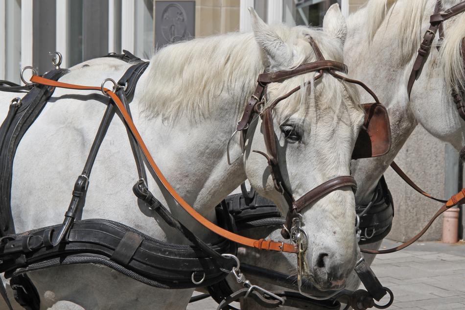 Horse Monteaura Mold