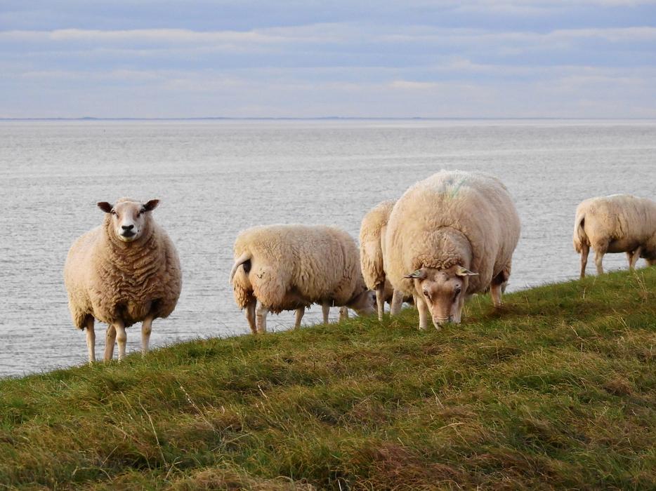 Sheep Animals at Nature