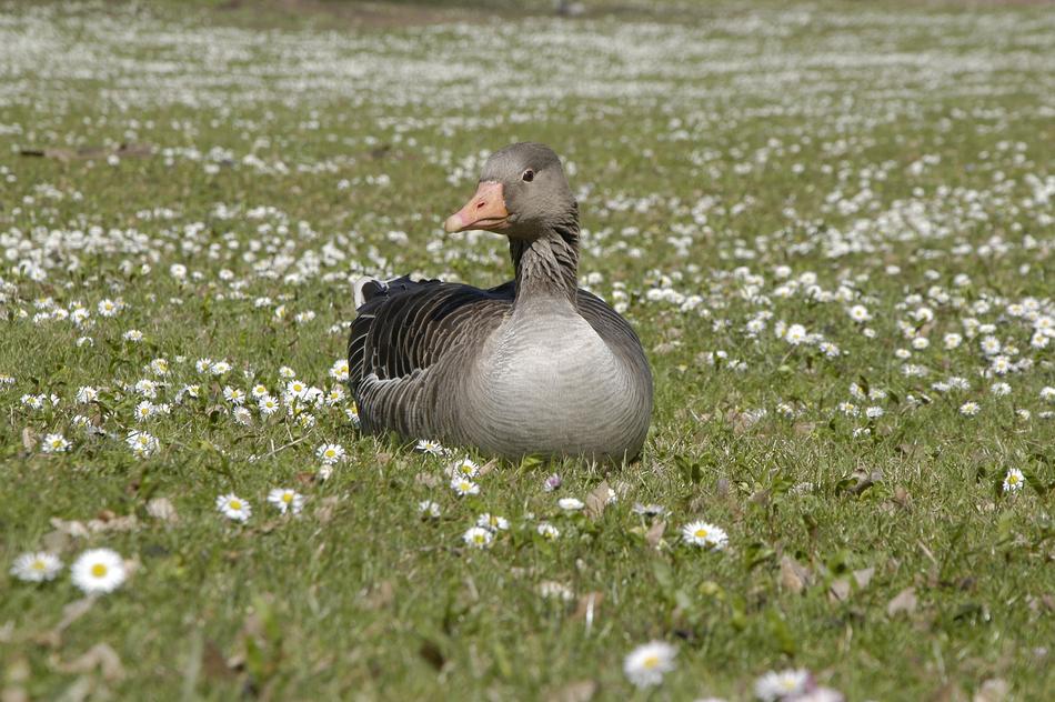 Duck Spring