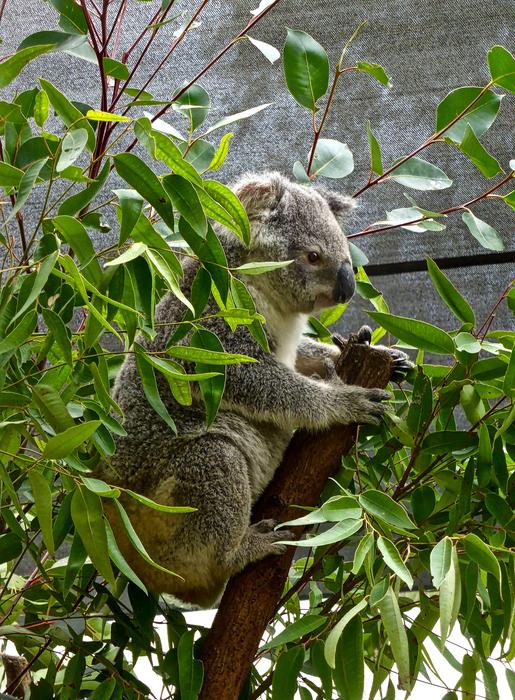 koala on a pole at the zoo