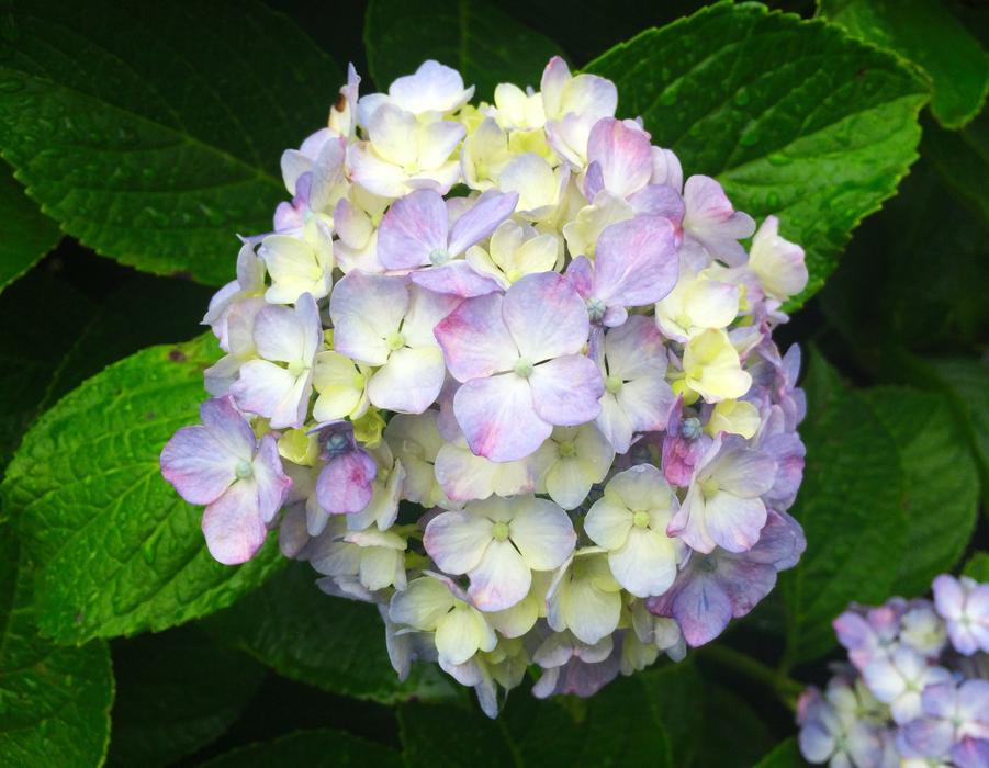Wild flowers on a background of green leaves