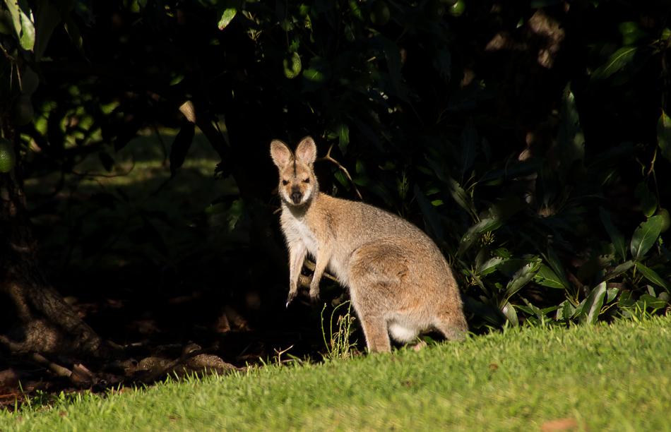 Wallaby Rednecked Female