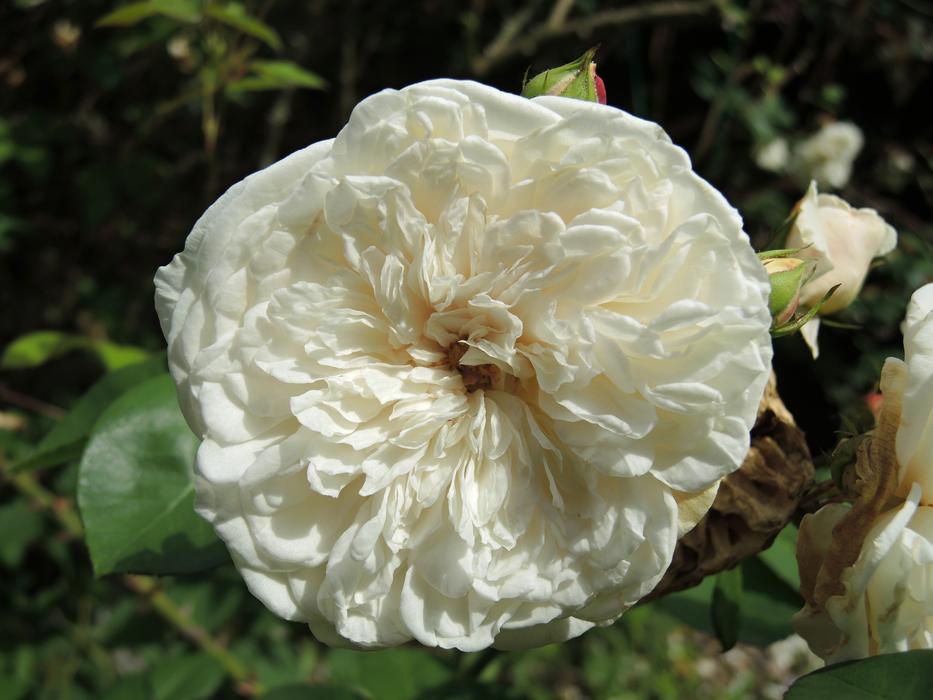 Rose White Flower
