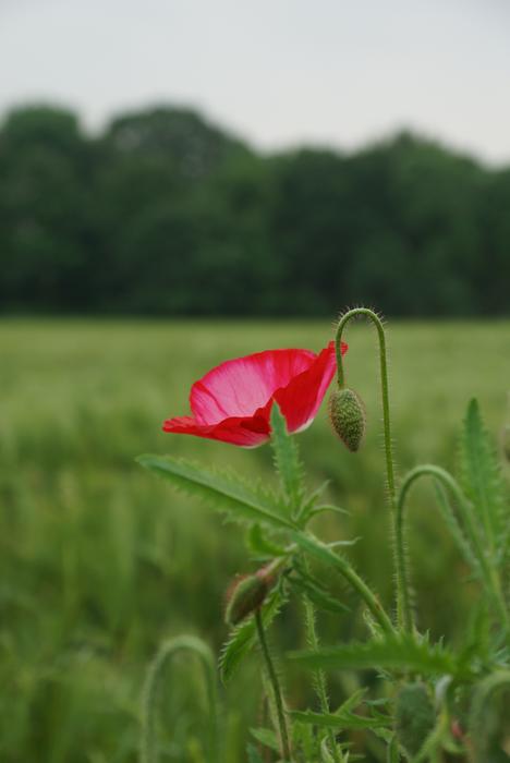 Fields Poppies Early Summer Wheat