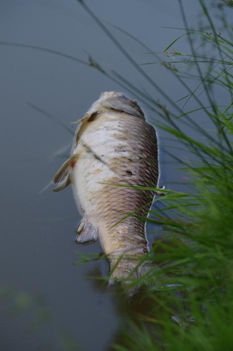 dead fish on the river surface