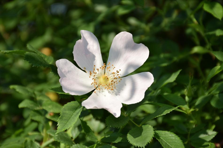 Wild Rose Hip Close