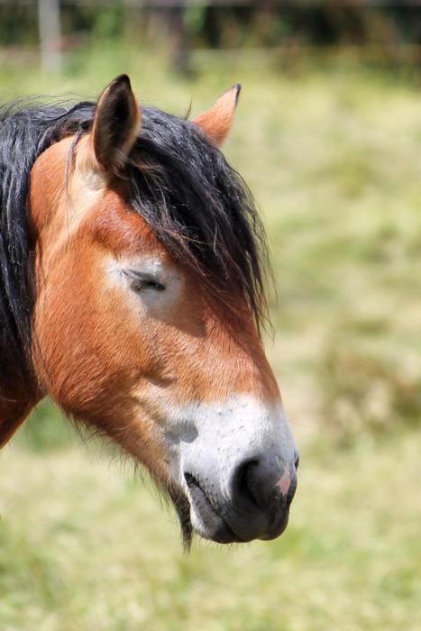 Horse Head Kaltblut