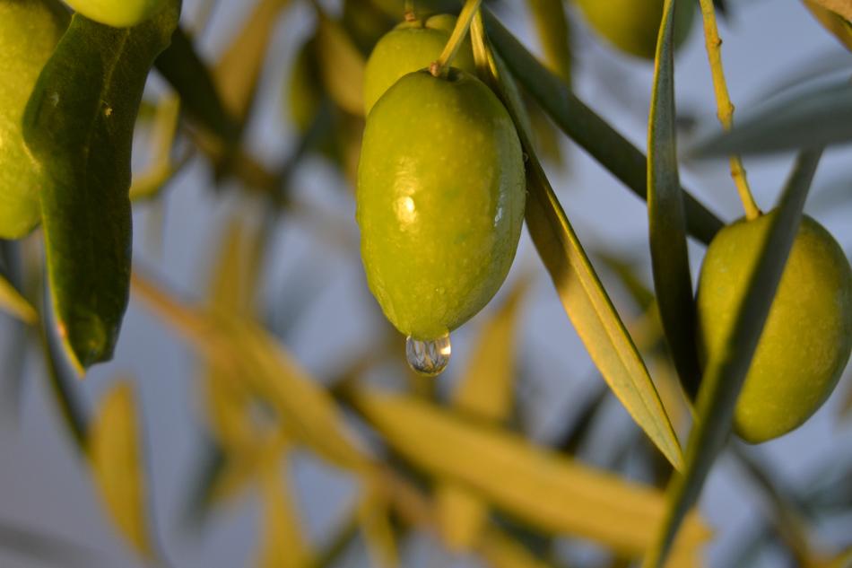 Olive Oil Earth