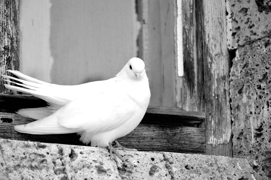White Proud Young Dove on the Window in the Citi
