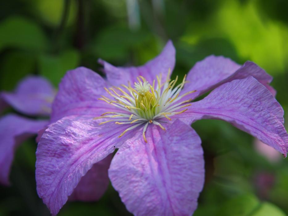 Clematis Blue Purple