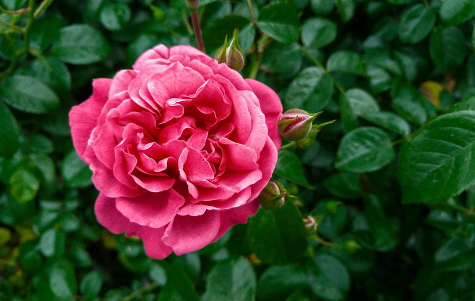 Rose Flower Pink