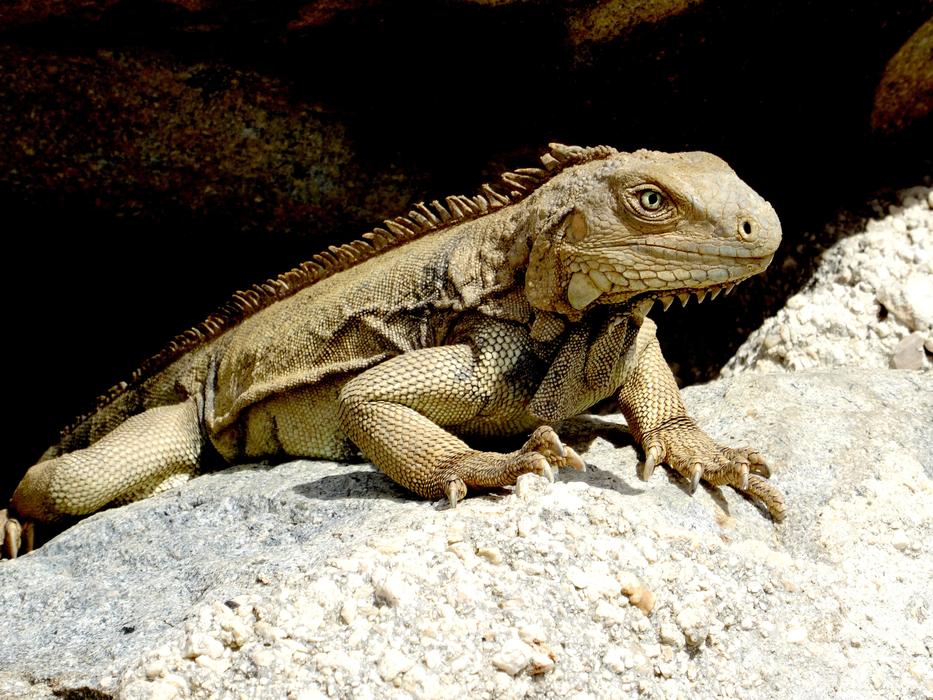 large iguana on a rock