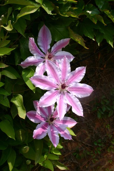 Clematis Pink Flower