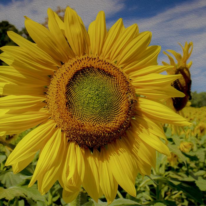 Sunflower Yellow Summer