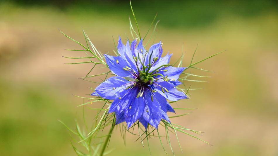 Nigella Blue Flower