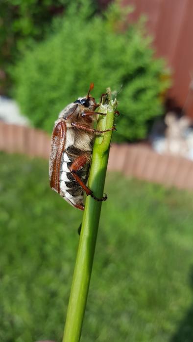Maikäfer Beetle Crawl