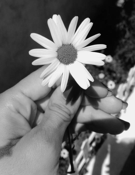 Margaritas Hands Garden Black And