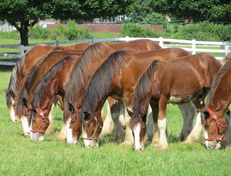 farm horses eat