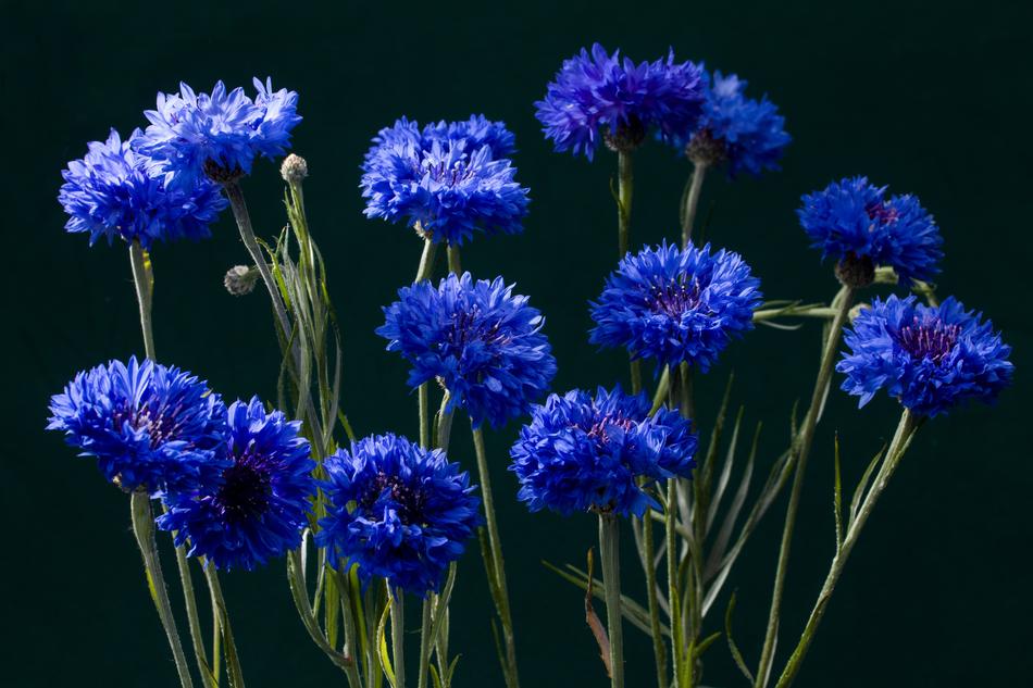 Cornflowers Blossom Bloom