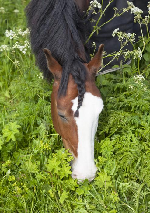 Horse Beautiful Braid Green Pasture Grass