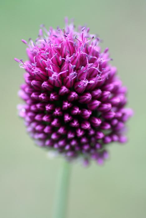 Flower Garden Macro