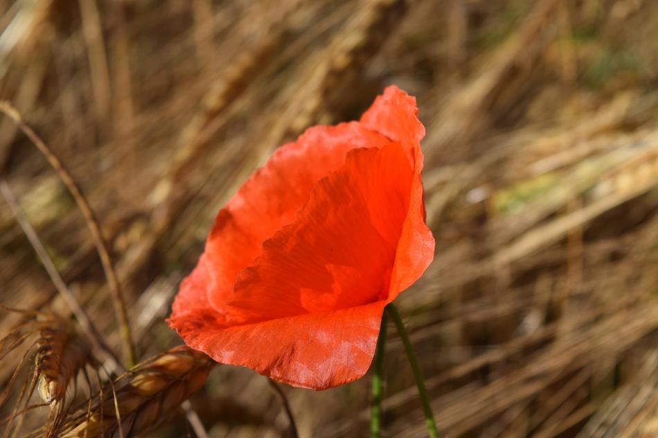 Poppy Cornfield Barley Field Close