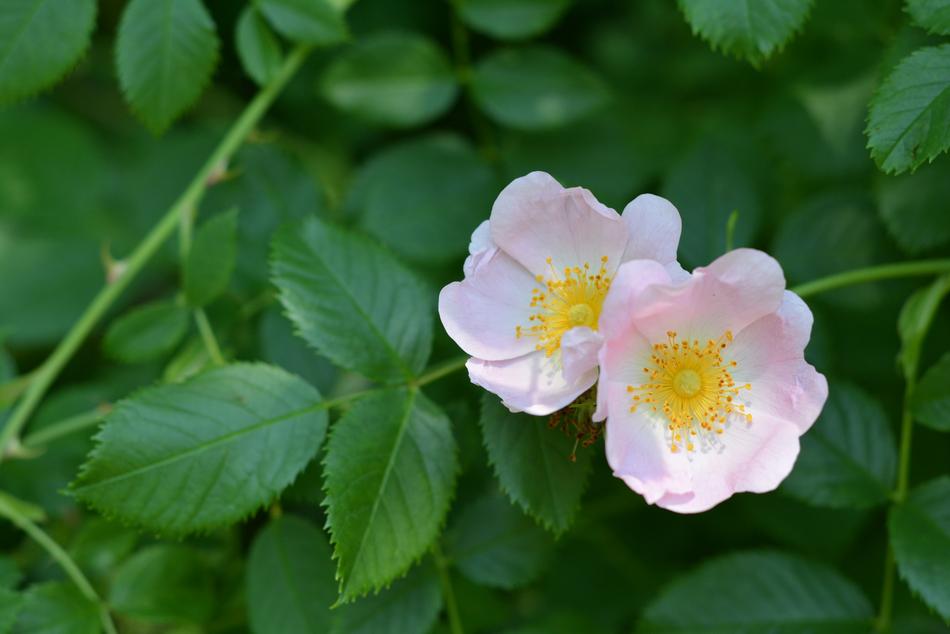 Field Rose Flower