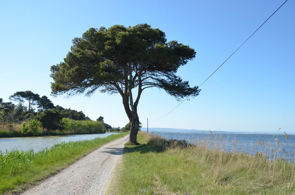 Tree Away Lake