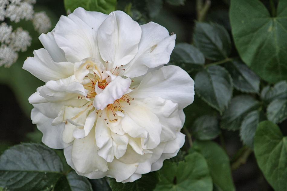 Rose Blossom Bloom