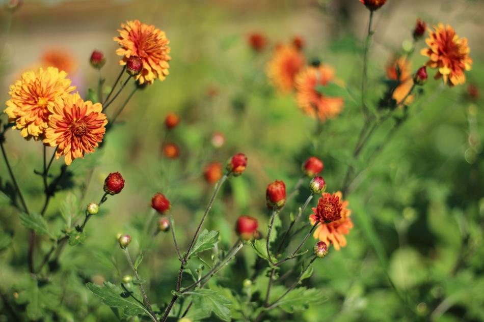 small orange wildflowers