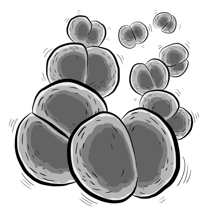gray bacteria drawing
