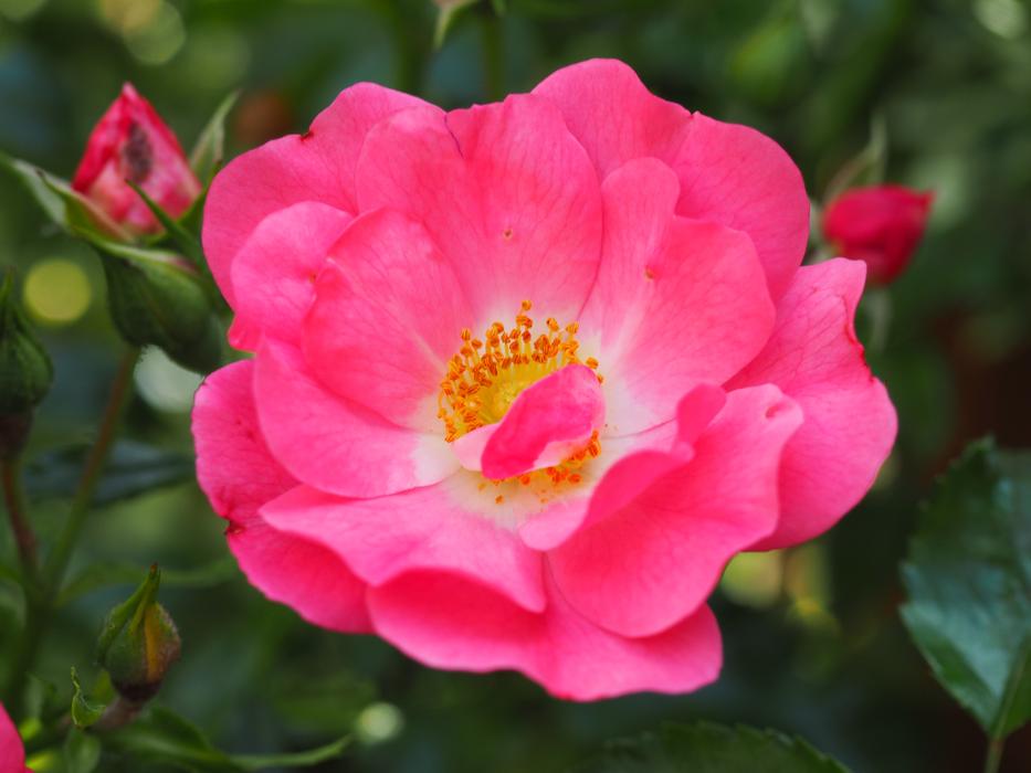 Flower Pink Rose