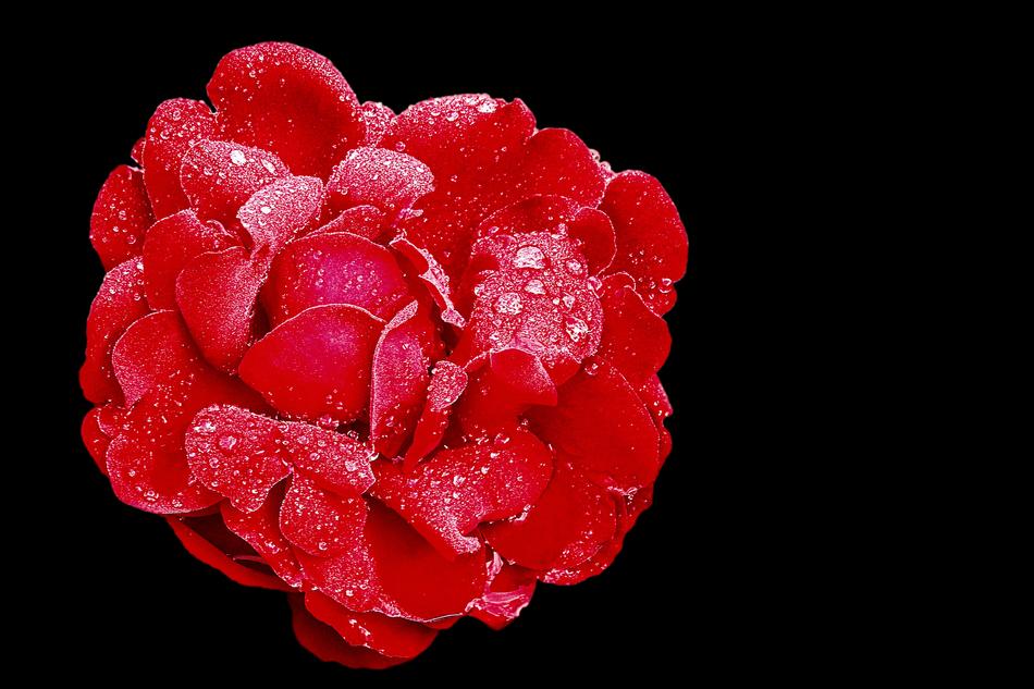 Rose Red Blossom
