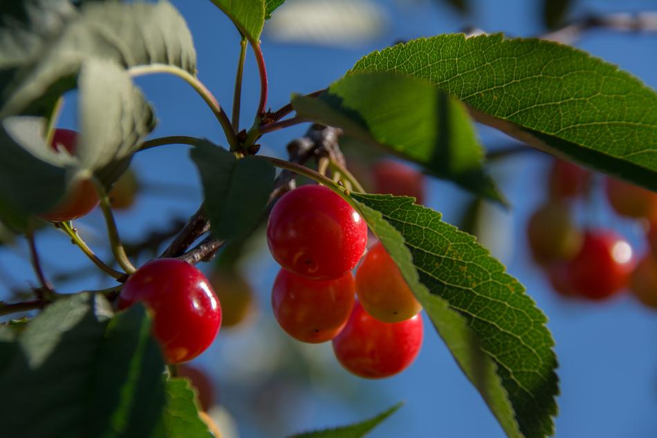 Cherries Branch Cherry