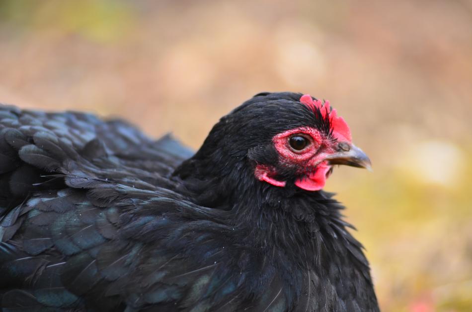 Hen Farm